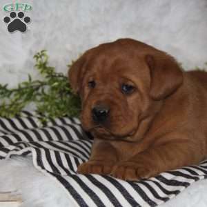 Gina, Fox Red Labrador Retriever Puppy